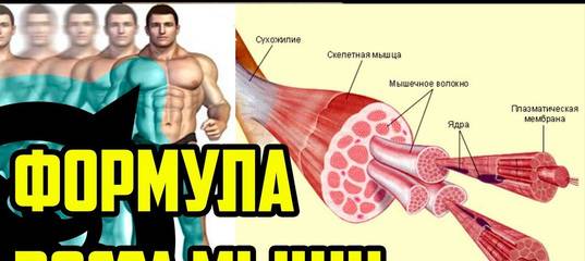Рост мышц: вся информация о процессах и факторах роста мышц в теле человека