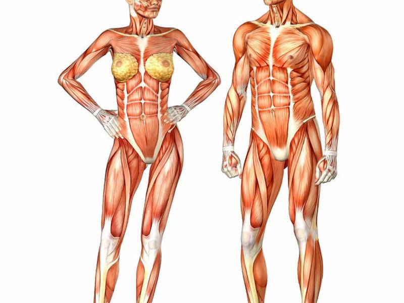 Гипертрофия мышц: что это такое и как ее добиться?