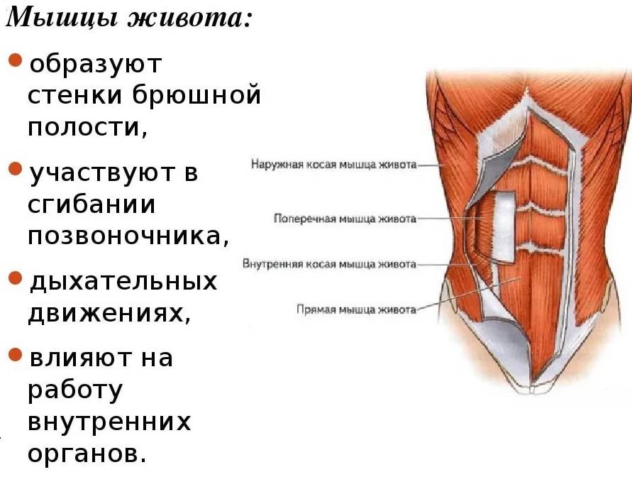 Мышцы живота (прямые и косые) анатомия и строение брюшного пресса