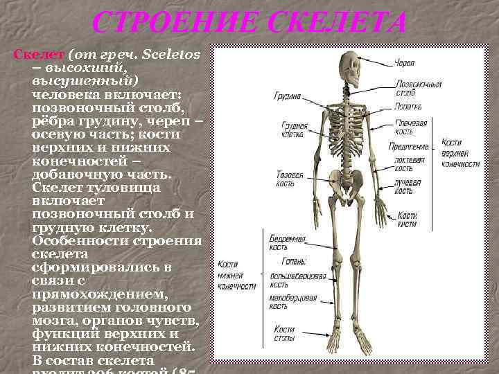 Cколько костей в скелете человека - всего, в руке, в составе пясти, в теле, в черепе, ноге, позвоночнике, кисти, фото, видео
