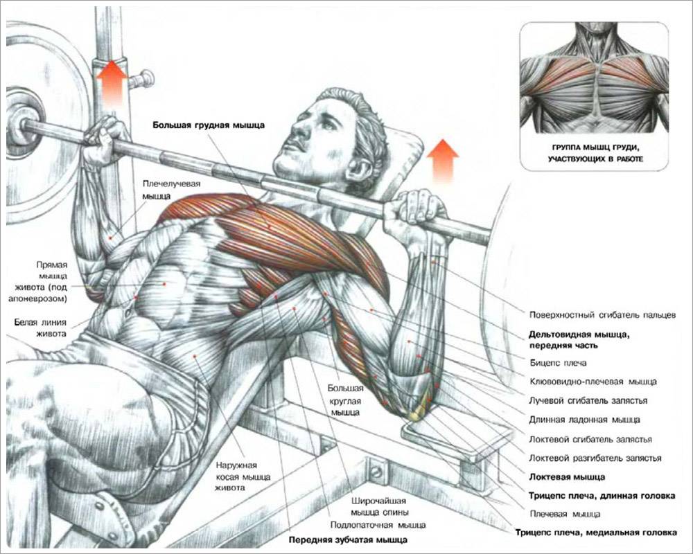 как лучше всего тренировать грудь фото 96