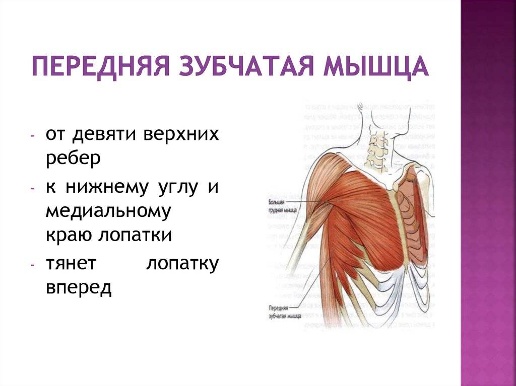 Анатомия мышц туловища: строение, функции, упражнения для развития мышц туловища - всё о тренировках