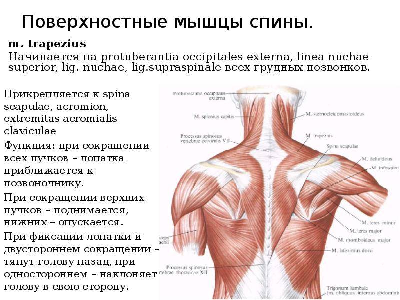 Мышцы спины- анатомия, строение, функции. – bodyfito.ru