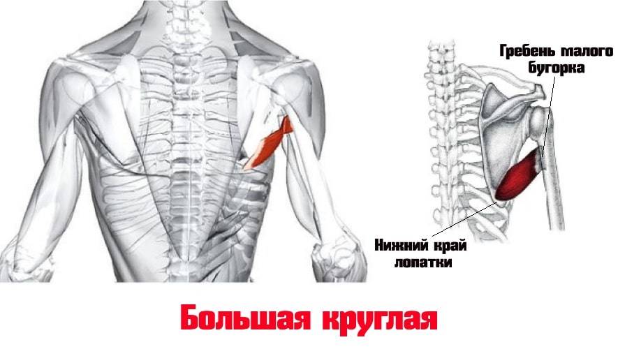 Большая круглая. Малая круглая мышца анатомия. Большая и малая круглая мышца спины функции. Малая круглая и большая круглая мышца плеча. Малая круглая мышца спины функции.