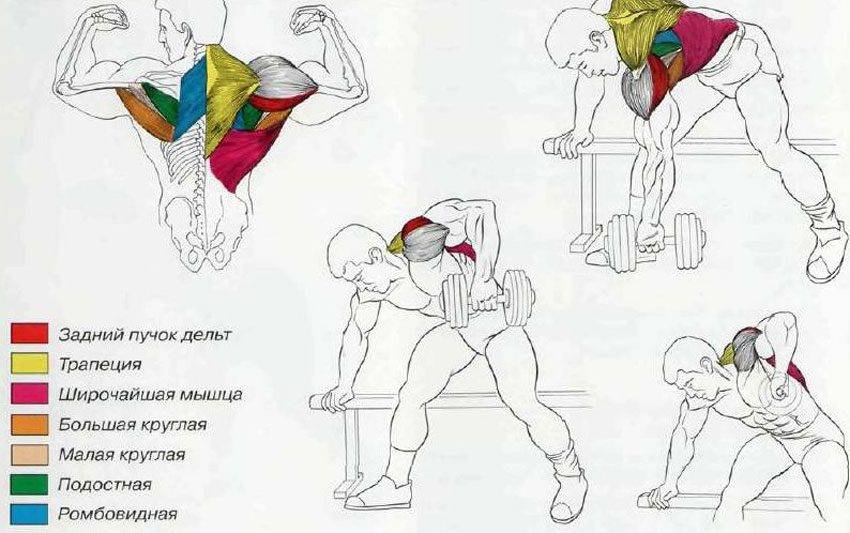 Базовые упражнения для набора мышечной массы