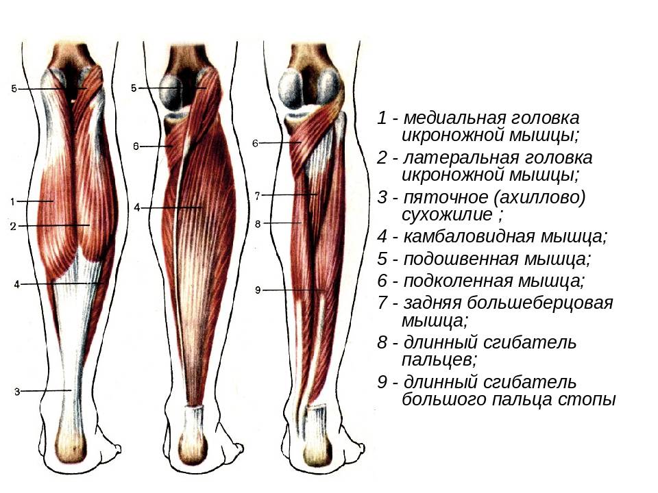 Анатомия мышц ног,мышцы ягодиц,анатомия мышц бедер