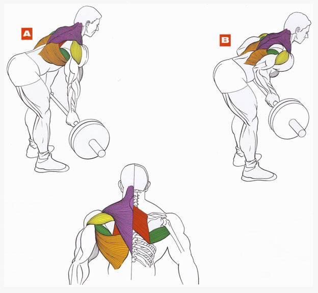 Лучшие упражнения для широчайших мышц спины