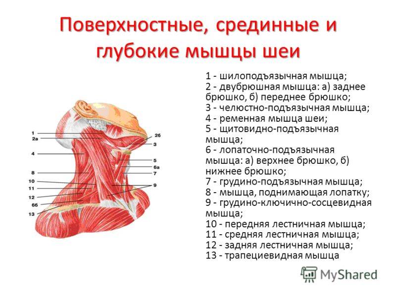 Мышцы шеи и головы: анатомия, таблицы и функции