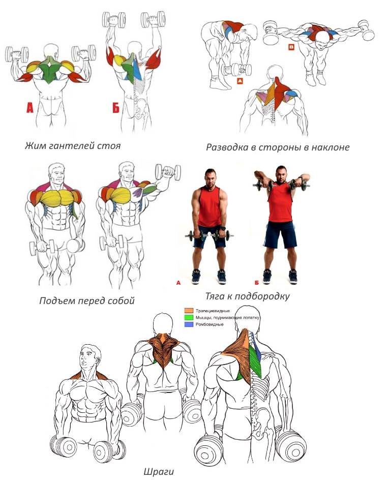 Упражнения на плечи для мужчин в тренажерном зале. как накачать плечи: программа тренировки на массу