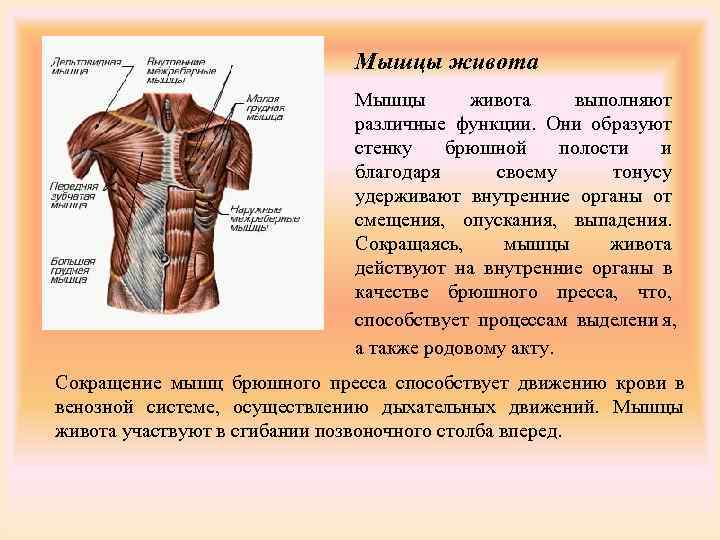 Многораздельные мышцы поясницы: анатомия, функции и упражнения