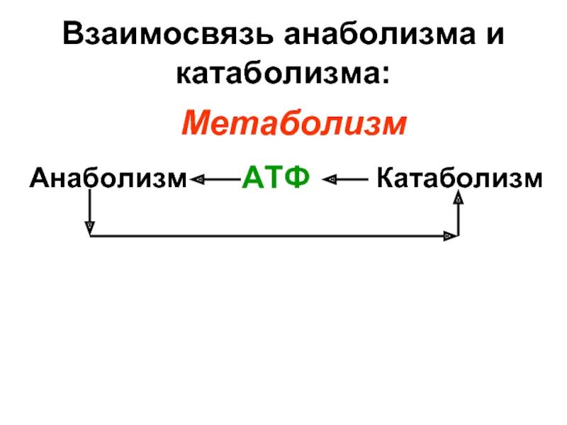 Анаболизм и катаболизм - этапы и взаимосвязь, как происходит энергетический обмен в организме