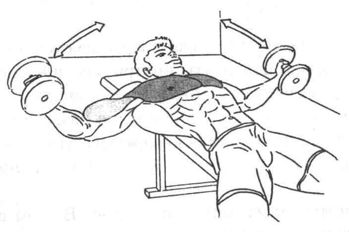 Разводка гантелей под углом: какие мышцы работают, техника выполнения