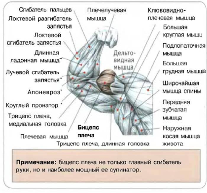 Спорт если делать эти 5 упражнений, у тебя будет могучий бицепс