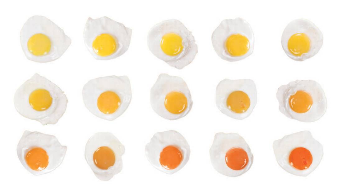 Почему желтки яиц желтые? ученые ответили, с чем это связано и от чего зависит