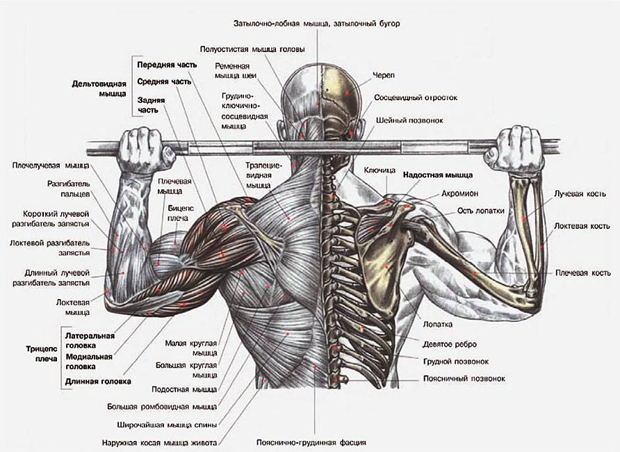Как накачать косые мышцы плеч