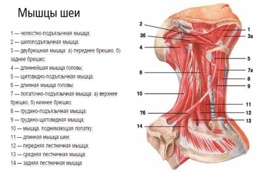 Анатомия мышц головы и шеи человека – информация: