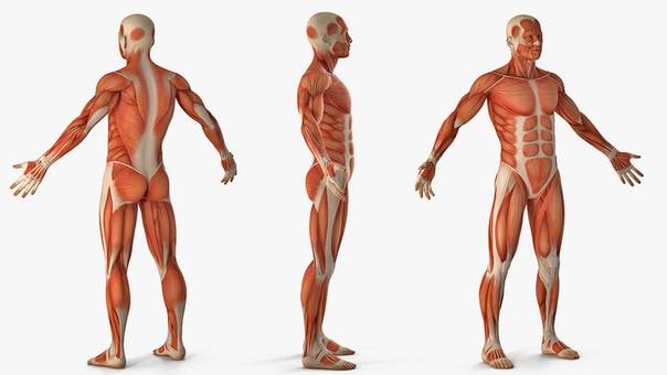 Самая сильная мышца у человека в организме - анатомия | pro-md.ru