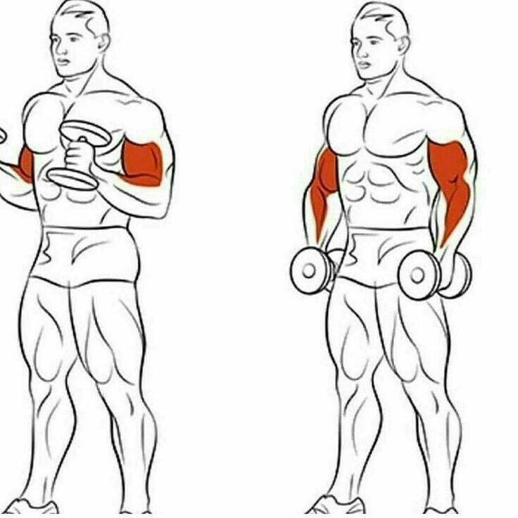 Как накачать бицепс - правильное руководство по увеличению популярной мышцы