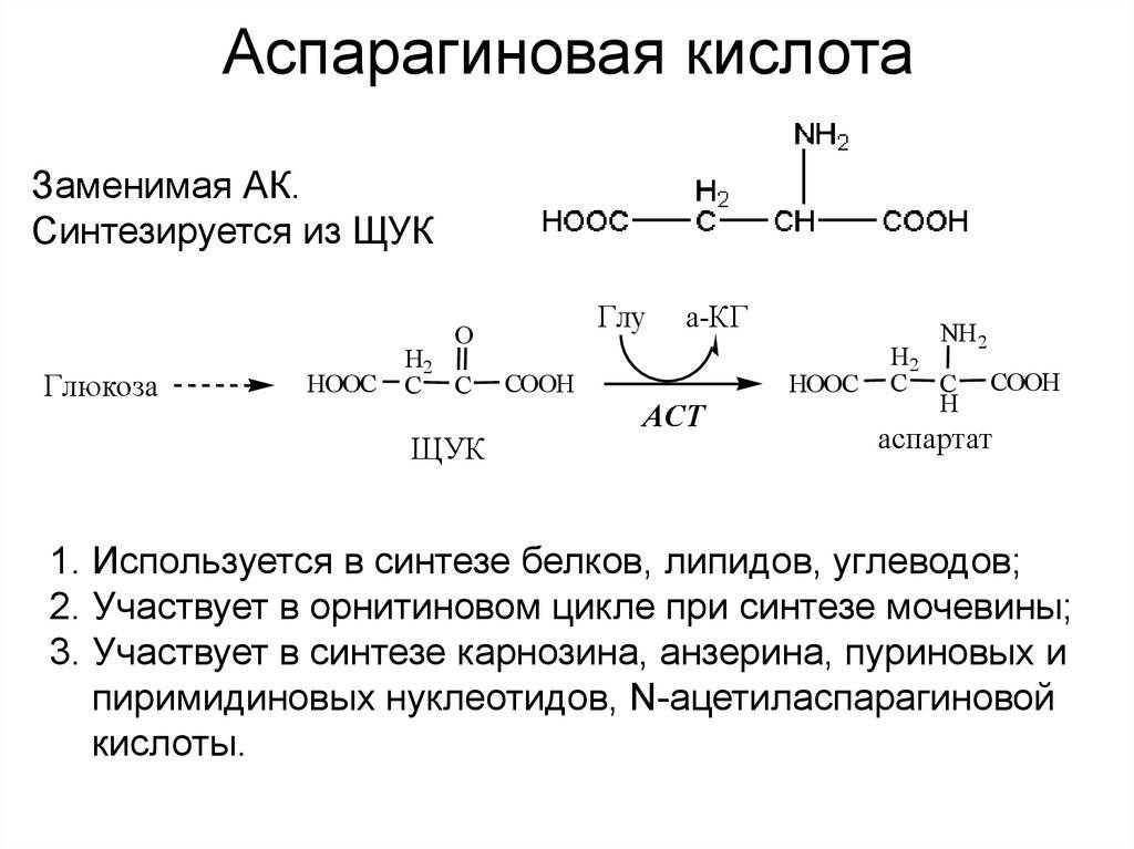 Д-аспарагиновая кислота в бодибилдинге