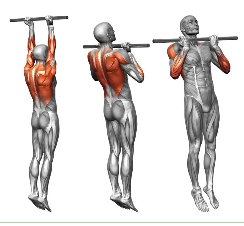 Какие мышцы работают при подтягивании: проработка (техника, виды)