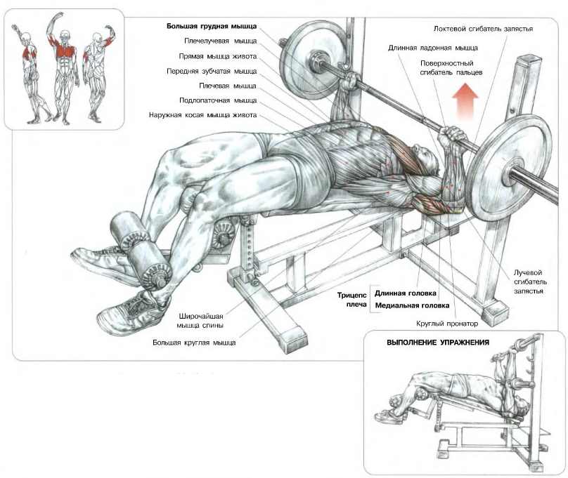 Упражнения в зале для грудных мышц мужчин. Анатомия упражнений жим штанги лежа.