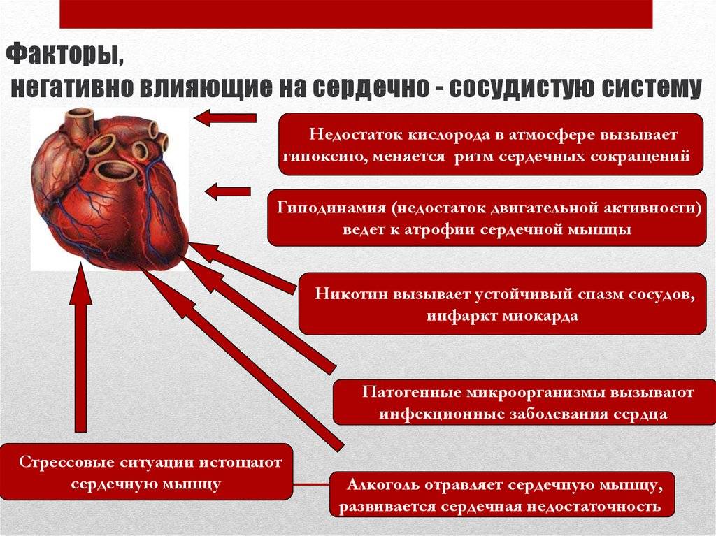 Как спортивные нагрузки влияют на сердечно-сосудистую систему  - krascor.ru