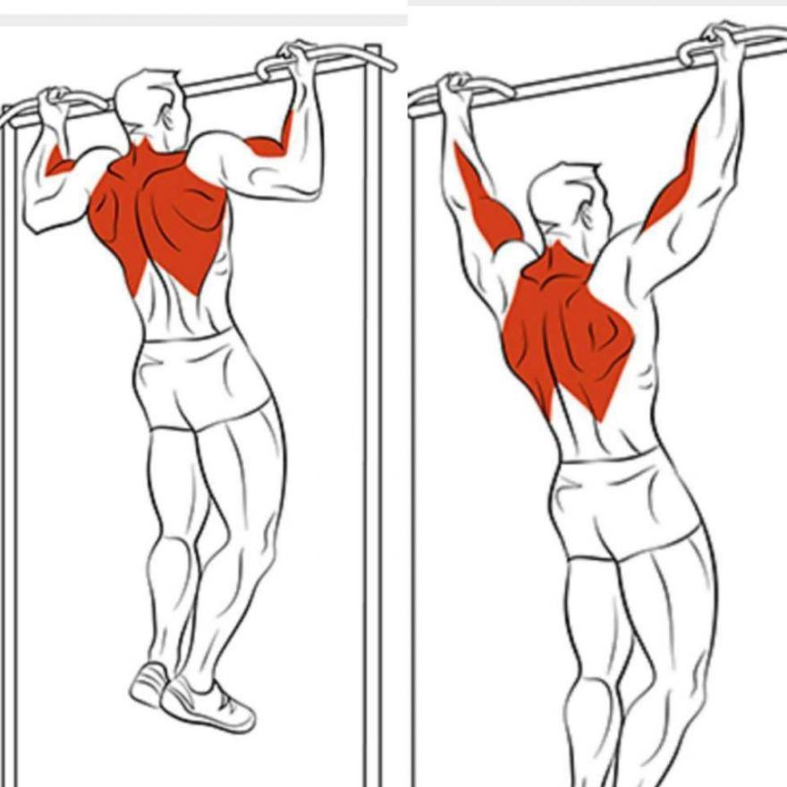 Как накачать спинные мышцы.