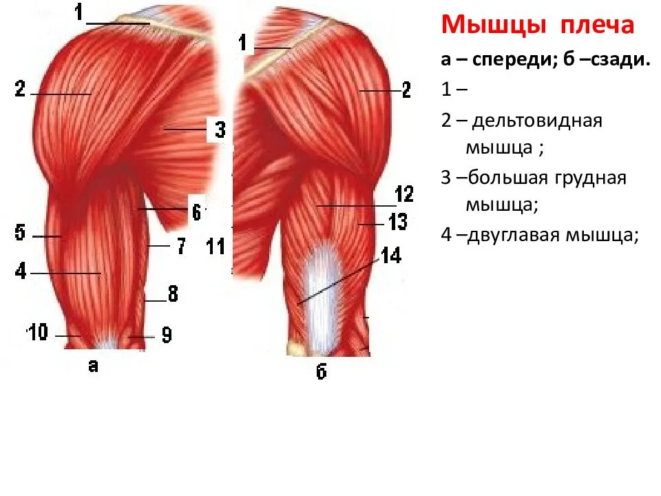 Мышцы плеча анатомия картинки