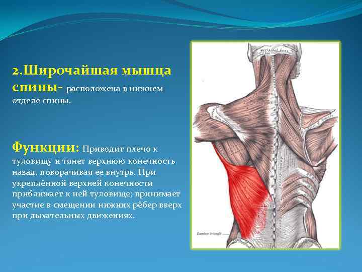 Анатомия мышц спины. качаемся правильно. | азбука тела