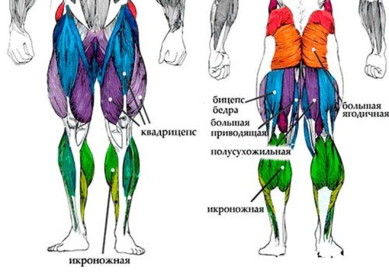 Долой «ушки»: топ-10 упражнений для похудения в бедрах - 7дней.ру