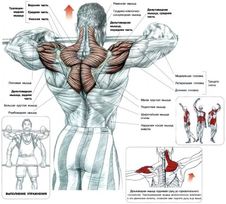 Тренировка плеч - программа тренировок со специализацией на плечи, рекомендации, анатомия строения плечевого пояса, как тренировать плечи в ширину, приоритетные пучки дельт