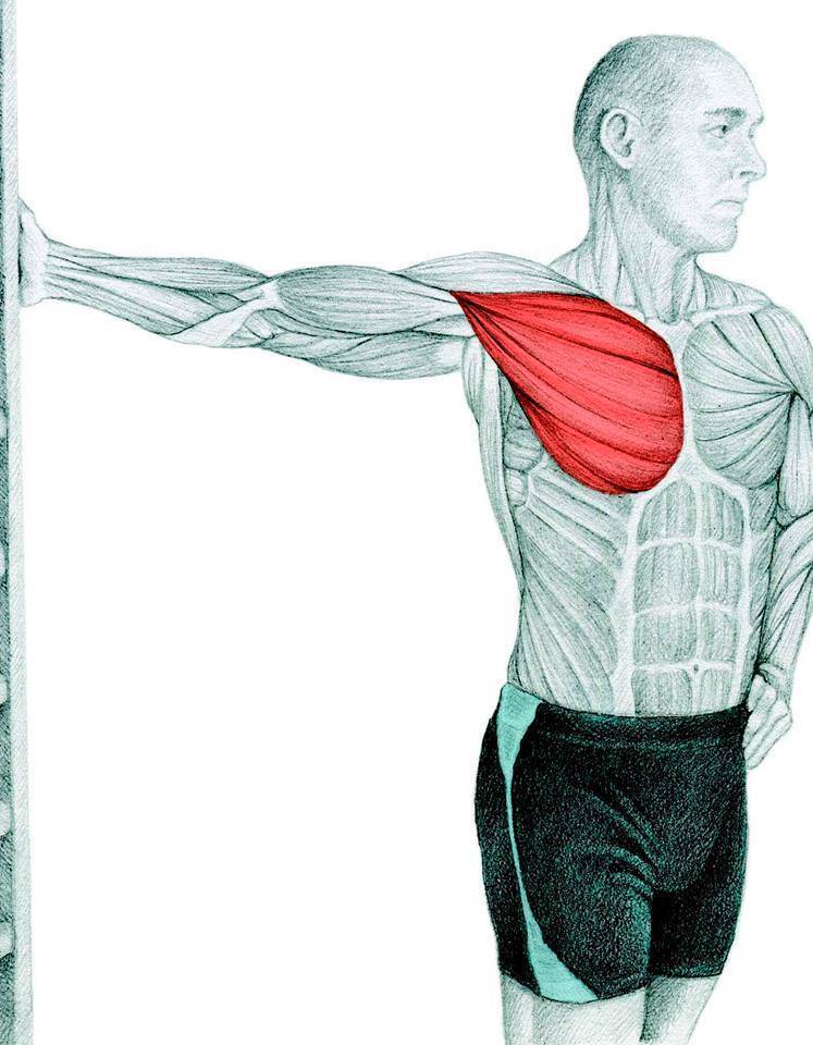 Как накачать грудные мышцы штангой и отжиманиями в домашних условиях?