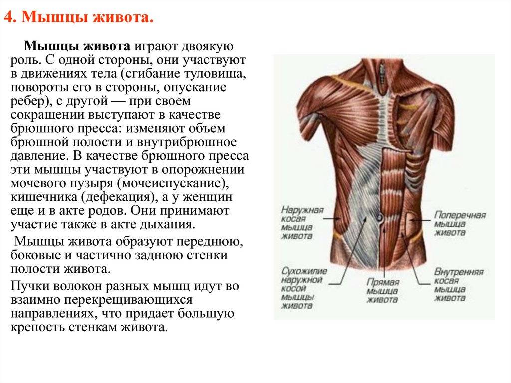Классическая анатомия о мышцах живота (пресса) - в подробностях