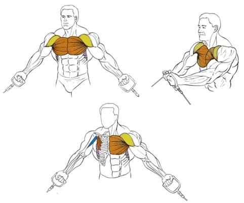 Упражнения на грудные мышцы | спортсправка