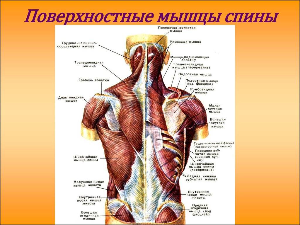 Широчайшая мышца спины: анатомия, функции