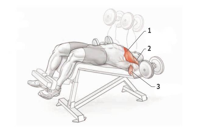 4 упражнения на низ грудных | улучшаем форму грудных мышц | bestbodyblog.com