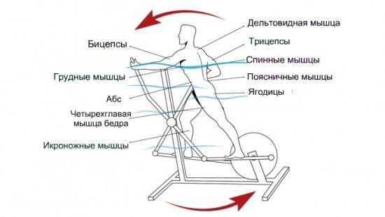 Какие мышцы работают при занятиях на велотренажере?