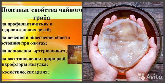 Чайный гриб: полезные свойства, противопоказания, отзывы