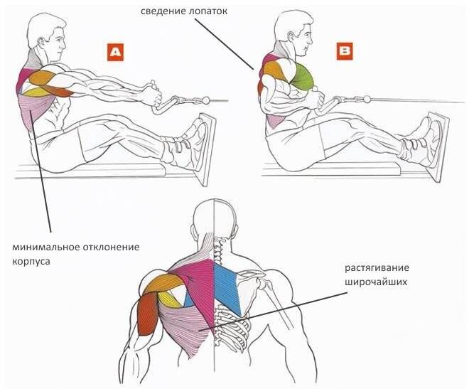 Упражнения на мышцы спины; показания, техника, нюансы
