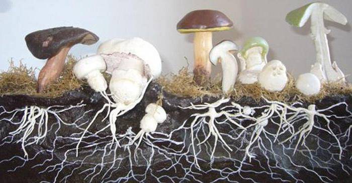 Сколько перевариваются грибы в организме человека?