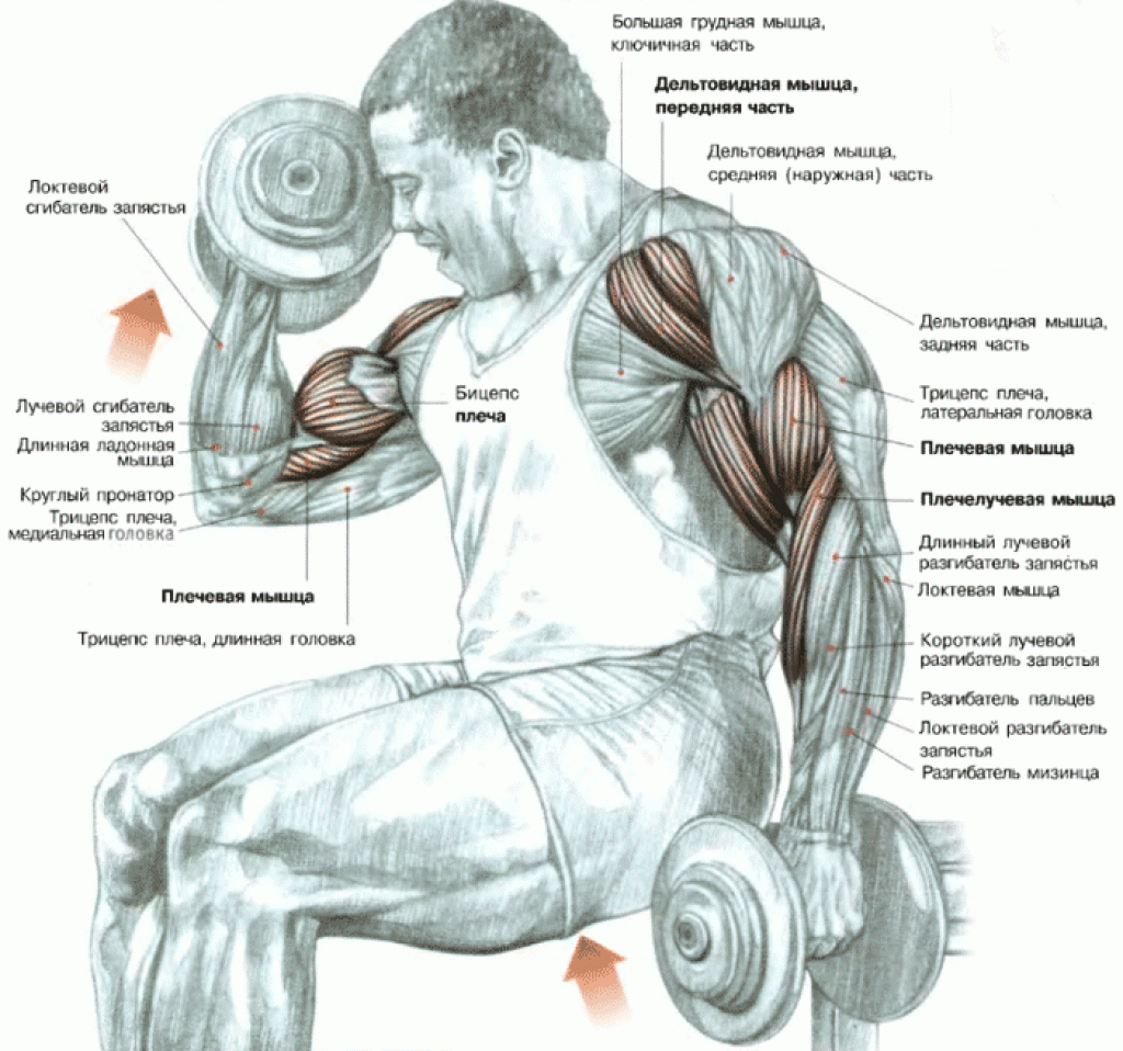 Упражнения с гантелями для накачки бицепса