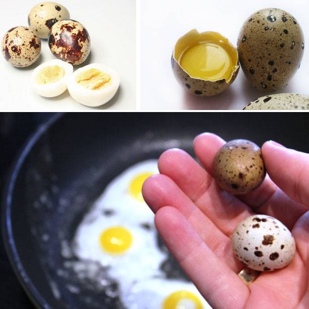 Перепелиные яйца, польза и вред для организма человека