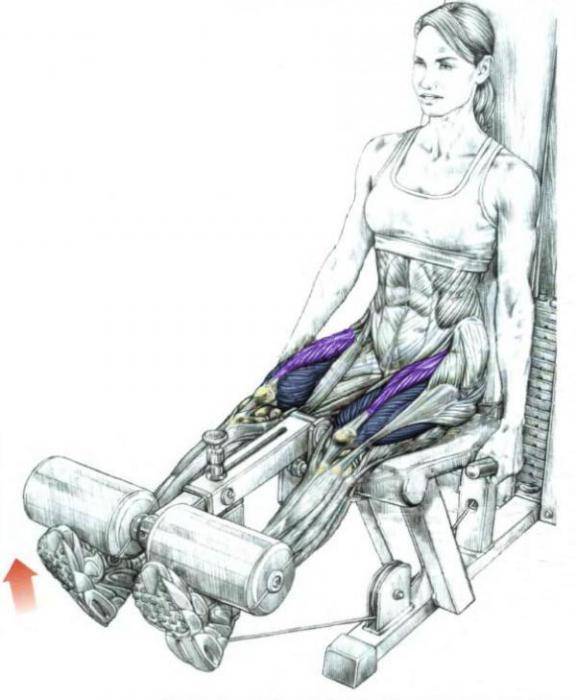 Сгибание ног в тренажере сидя: техника выполнения, какие мышцы работают