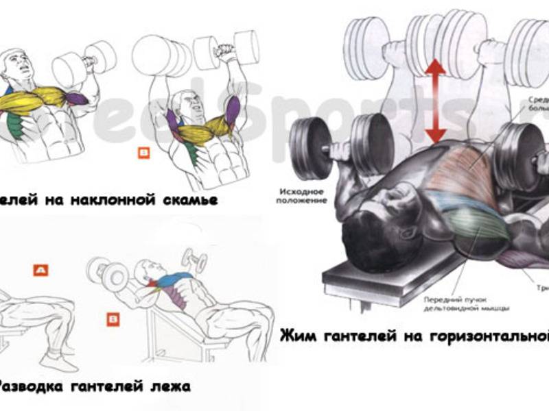 Как накачать грудные мышцы гантелями — комплекс упражнений