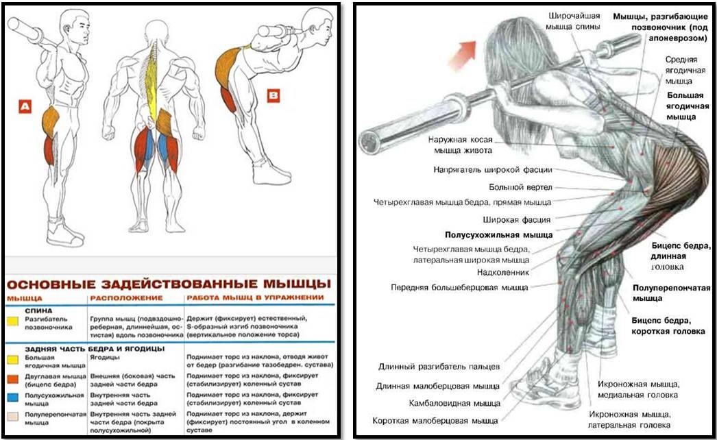 Как правильно укреплять мышцы спины? показывает тренер