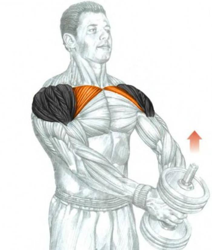 Упражнения на плечи с гантелями — программа и советы от криса хериа