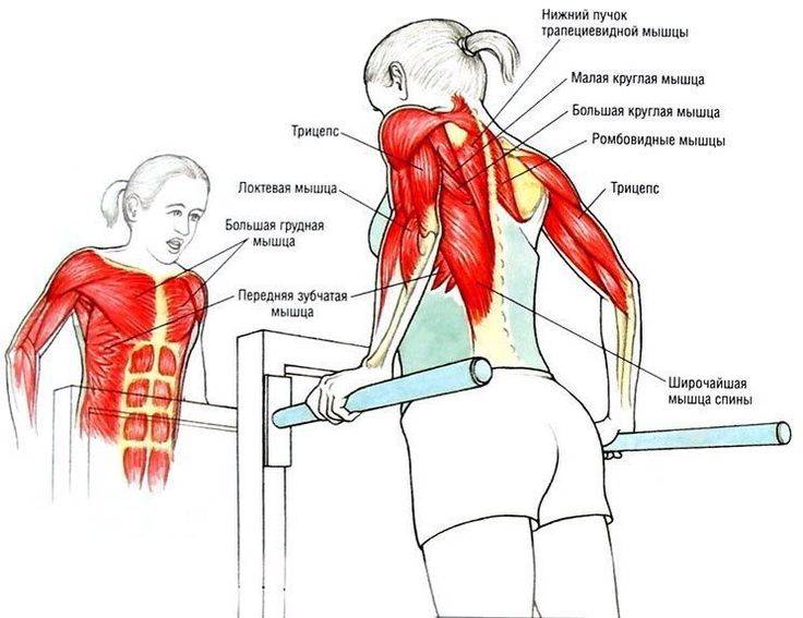 Отжимания на брусьях на грудные мышцы и трицепс: какие мышцы работают, техника выполнения | твой фитнес