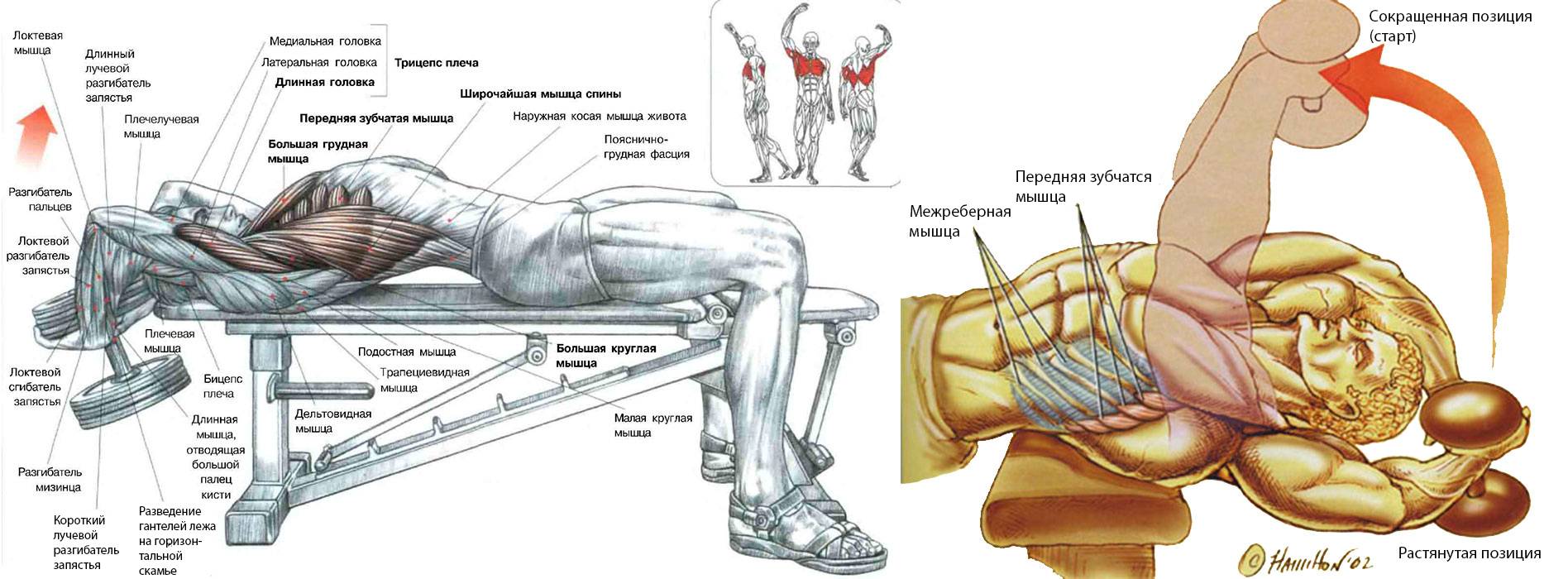 Что такое кратковременная гипертрофия мышц? что такое пампинг?