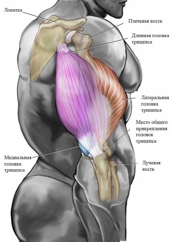 Трицепс - triceps - abcdef.wiki