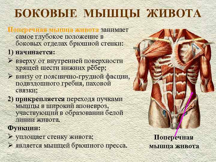 Мышцы пресса: анатомия, физиология, определение, строение, виды и выполняемые функции - tony.ru
